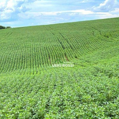 Fazenda, 145 hectares - Foto 2
