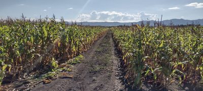 Fazenda, 100 m² - Foto 4