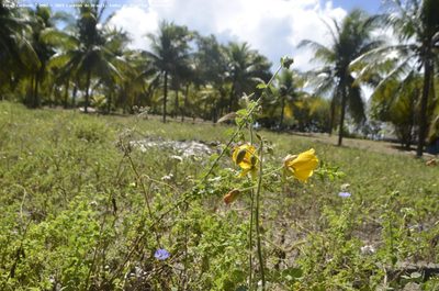 Terreno, 7743 m² - Foto 5