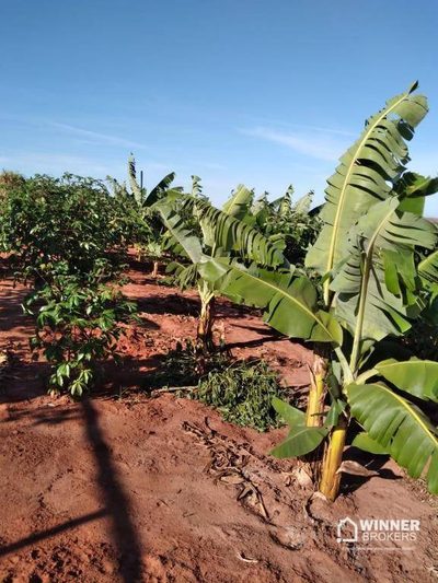 Chácara, 1 quarto, 2 hectares - Foto 4