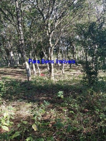 Terreno, 2 hectares - Foto 4