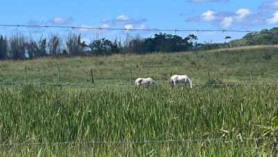 Fazenda, 252 hectares - Foto 2