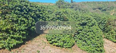 Chácara, 1 quarto, 32 hectares - Foto 2