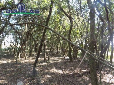 Terreno, 2 hectares - Foto 2