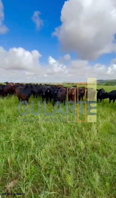 Chácara, 692 hectares - Foto 1