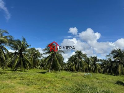 Terreno, 16 hectares - Foto 4