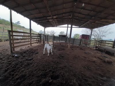 Fazenda, 20 hectares - Foto 4