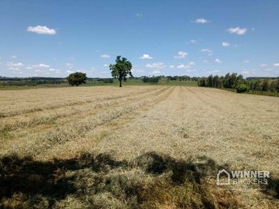 Sítio, 1 quarto, 8 hectares - Foto 3