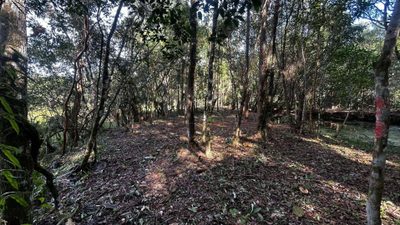 Terreno, 5000 m² - Foto 3