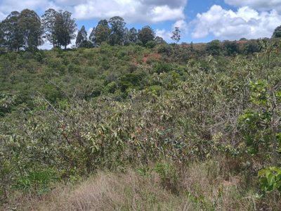 Terreno, 53000 m² - Foto 4