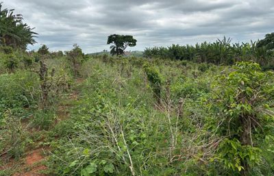 Chácara, 1 quarto, 12 hectares - Foto 3