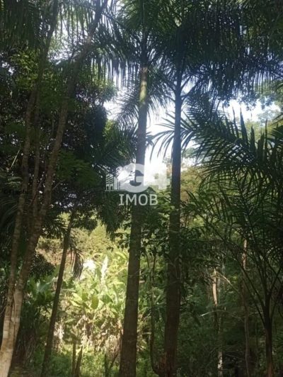 Terreno, 4 hectares - Foto 4
