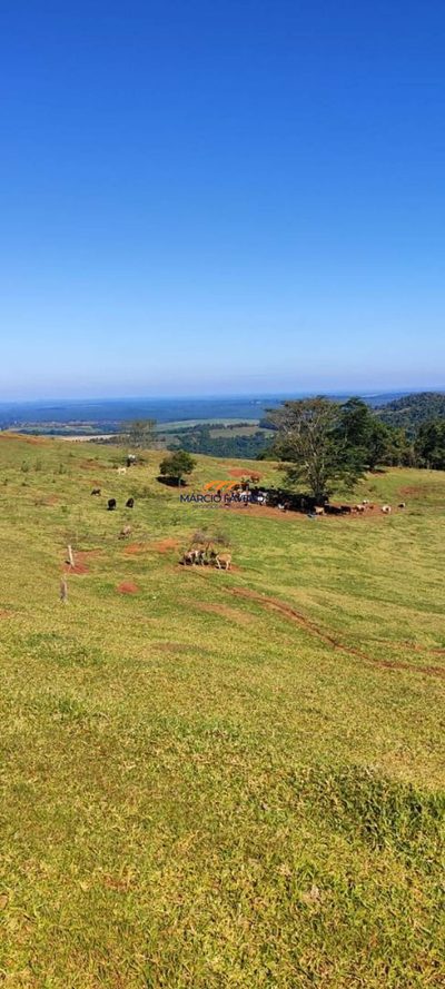 Fazenda, 289 hectares - Foto 5