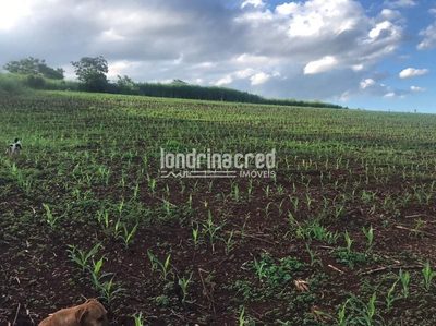 Sítio, 1 quarto, 6 hectares - Foto 3