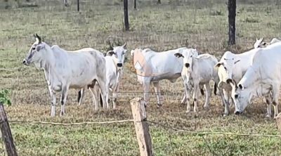 Fazenda, 3872 hectares - Foto 4