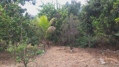 Terreno, 4681 m² - Foto 3