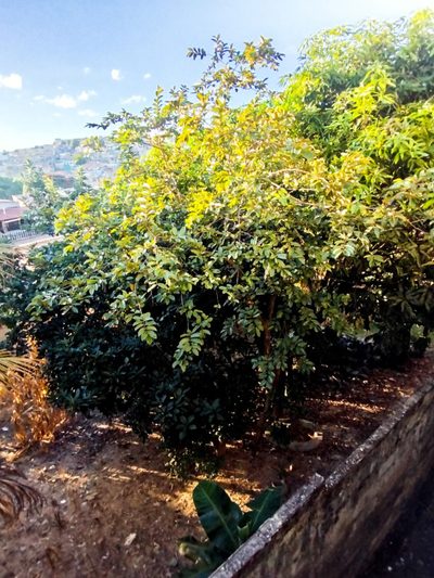Terreno, 436 m² - Foto 5