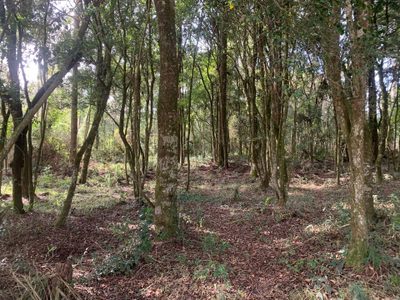 Terreno, 6000 m² - Foto 4