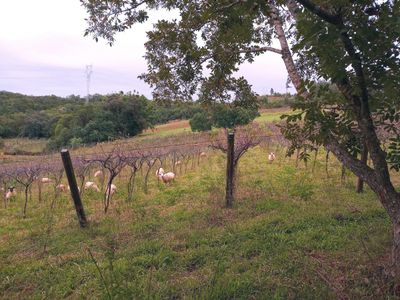 Fazenda, 23 hectares - Foto 2