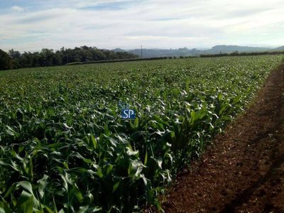 Terreno, 2 hectares - Foto 1