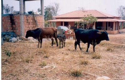 Chácara, 4 quartos, 1 hectares - Foto 4