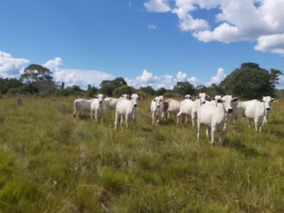 Fazenda, 1200 hectares - Foto 3