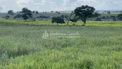 Fazenda, 826 hectares - Foto 3