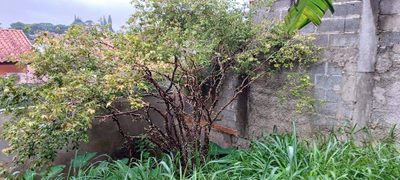 Terreno, 250 m² - Foto 2