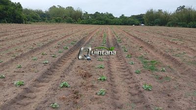 Fazenda, 12 hectares - Foto 2