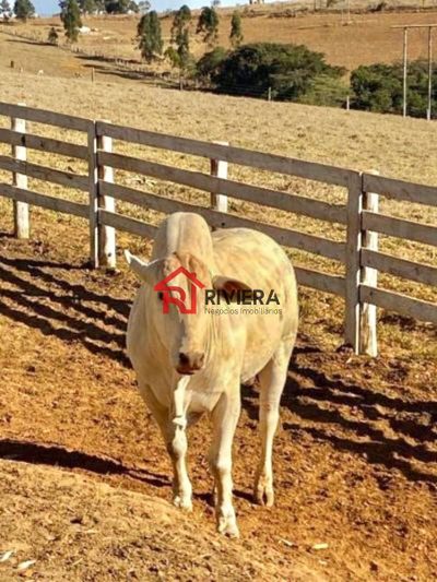 Fazenda, 6 quartos - Foto 4