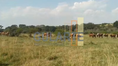 Fazenda, 153 hectares - Foto 4