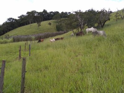 Sítio, 4 quartos, 17 hectares - Foto 4