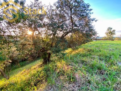Terreno, 6000 m² - Foto 5