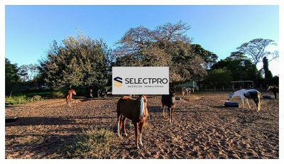 Terreno, 4 hectares - Foto 4