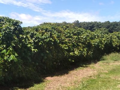 Chácara, 1 quarto, 277 hectares - Foto 5
