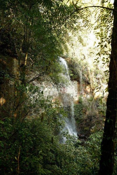 Sítio, 9 hectares - Foto 5