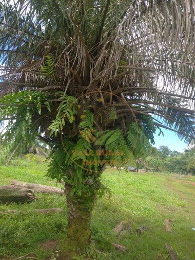 Fazenda - Foto 4