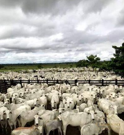 Fazenda, 1086 hectares - Foto 1