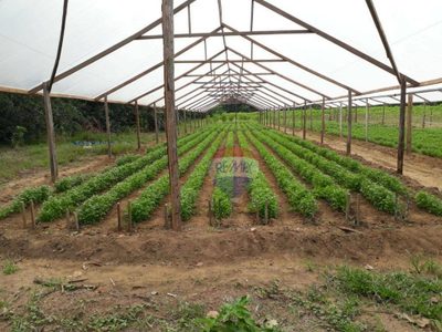 Terreno, 35 hectares - Foto 2