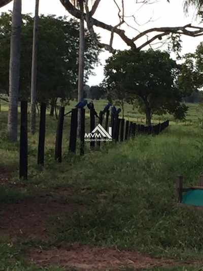 Chácara, 14 hectares - Foto 3