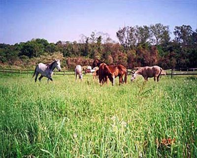 Fazenda, 3 quartos - Foto 2