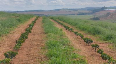 Fazenda, 67 hectares - Foto 3
