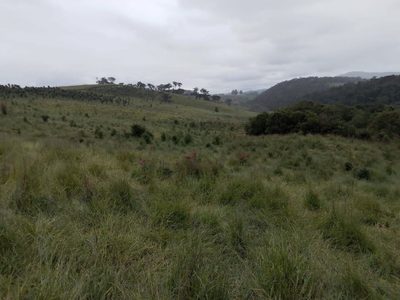 Fazenda, 130 hectares - Foto 5