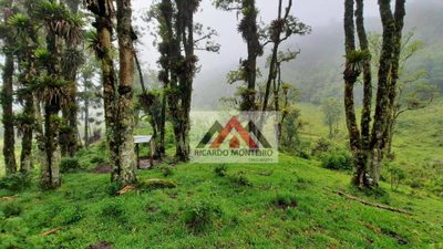Fazenda, 82 hectares - Foto 4
