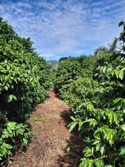 Chácara, 1 quarto, 48 hectares - Foto 2