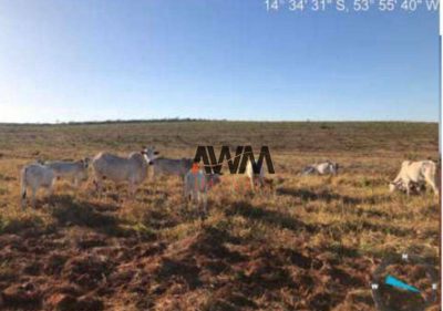 Fazenda, 4898 hectares - Foto 4