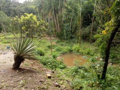 Sítio, 3 quartos, 2 hectares - Foto 3