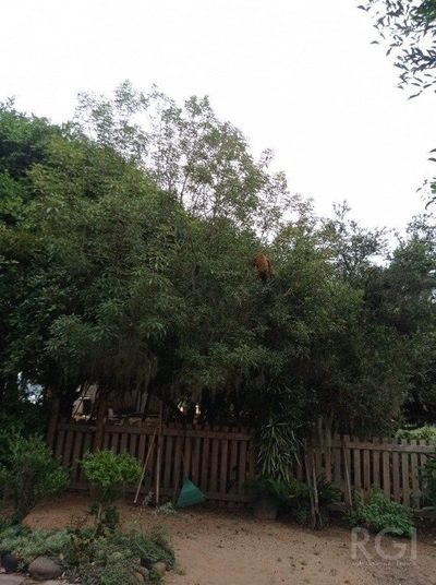 Sítio, 579999 m² - Foto 5