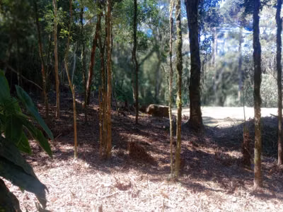 Chácara, 3000 m² - Foto 2