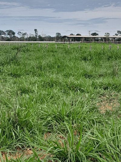 Fazenda, 260 m² - Foto 3